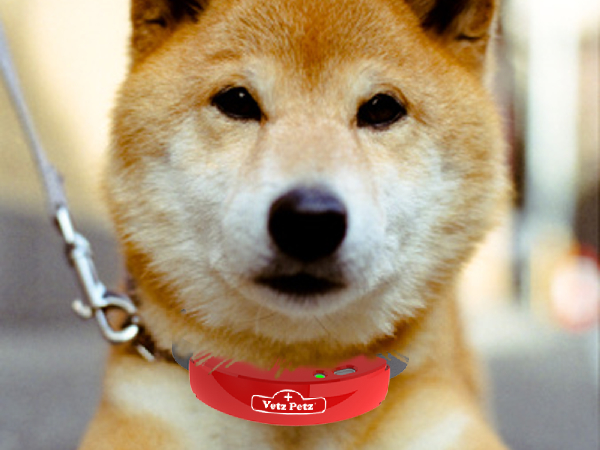 DAK Dog Bark Collar